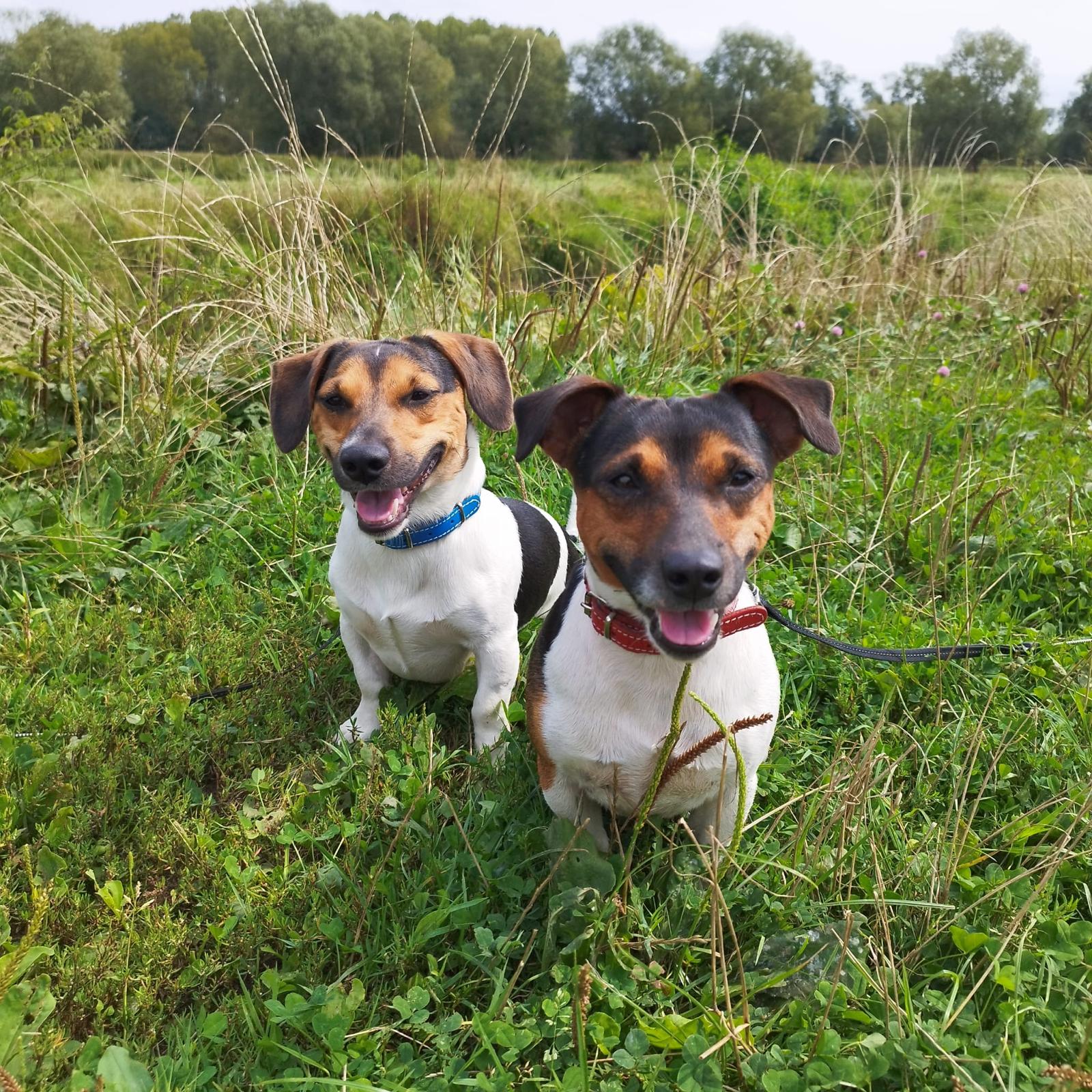 Tevreden hond bij Beestig Goe